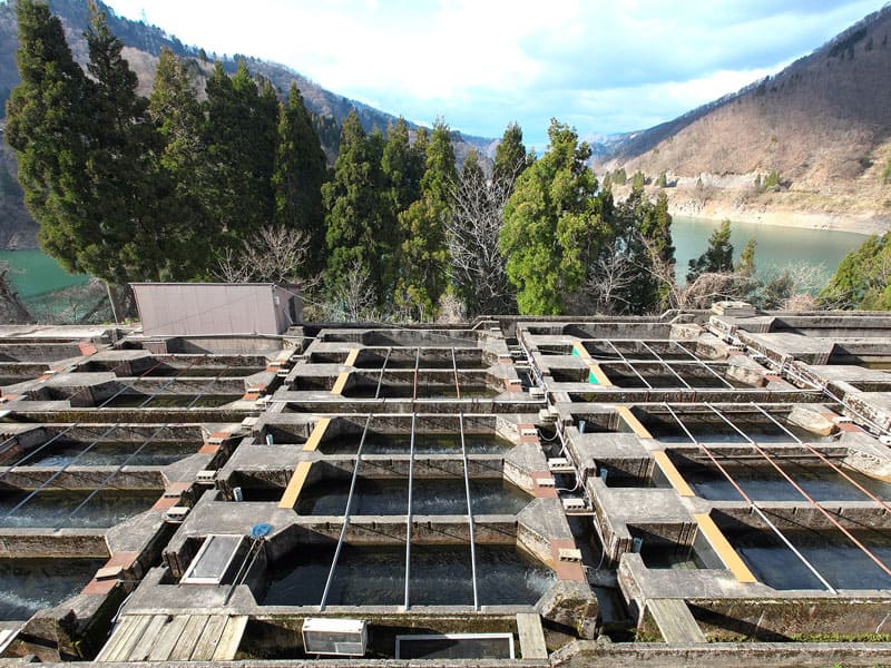現在の養魚場